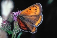 Lycaena dispar