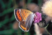 Lycaena dispar