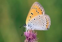 Lycaena dispar