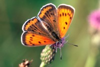 Lycaena dispar