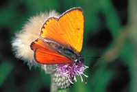 Lycaena dispar