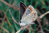 Aricia agestis