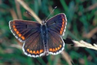 Aricia agestis