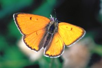 Lycaena dispar