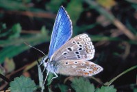 Lysandra bellargus