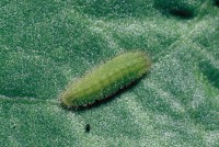 Lycaena dispar