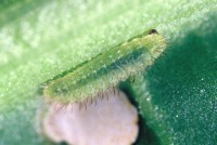 Lycaena dispar