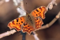 Polygonia c-album