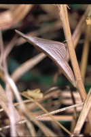 Anthocharis cardamines