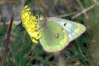 Colias phicomone