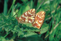 Boloria pales