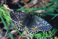 Boloria pales