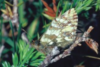 Boloria pales