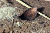 Erebia melampus