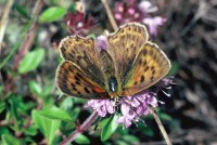 Lycaena virgaureae