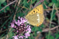 Lycaena virgaureae