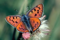 Lycaena alciphron ssp. gordius