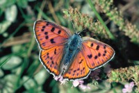 Lycaena alciphron ssp. gordius