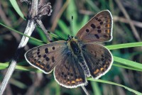 Lycaena tityrus