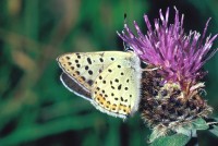 Lycaena tityrus