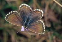 Lysandra bellargus