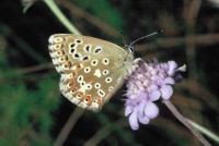 Lysandra bellargus