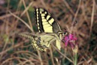 Papilio machaon