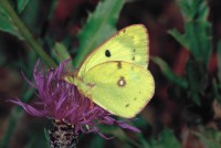 Colias hyale