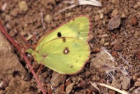 Colias hyale