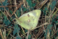 Colias hyale