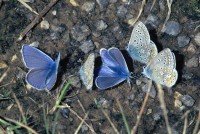 Polyommatus icarus