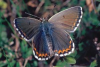 Lysandra bellargus