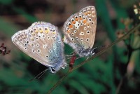 Polyommatus icarus