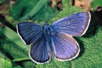 Cyaniris semiargus