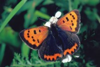 Lycaena phlaeas