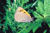 Lycaena phlaeas