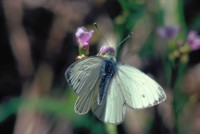 Pieris napi