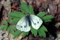 Pieris napi