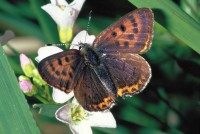 Lycaena helle