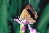 Lycaena helle