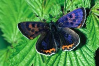 Lycaena helle