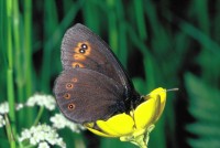 Erebia medusa