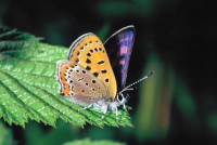 Lycaena helle