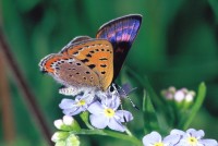 Lycaena helle