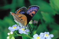 Lycaena helle