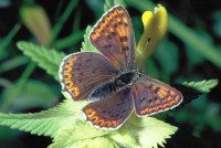 Lycaena tityrus