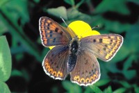 Lycaena tityrus