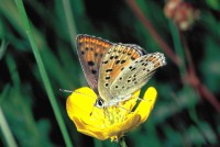 Lycaena tityrus