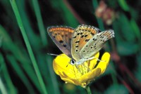 Lycaena tityrus