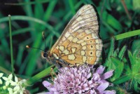 Eurodryas aurinia